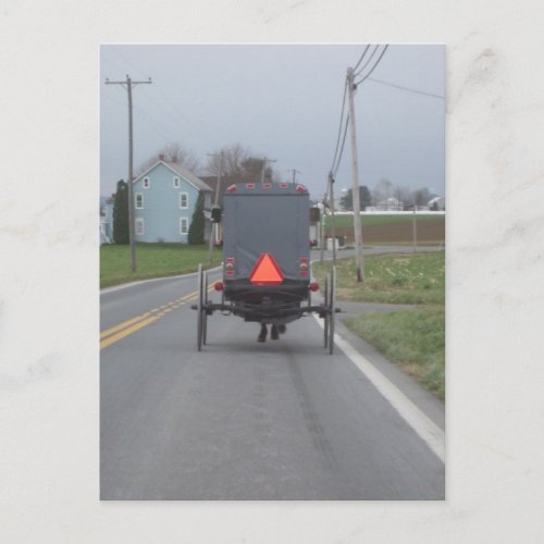 Amish Horse  Buggy Postcard