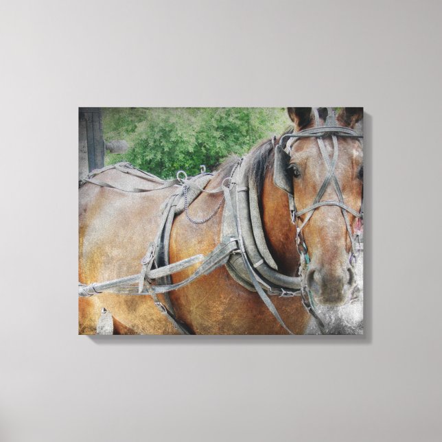 Amish Horse Canvas Print (Front)
