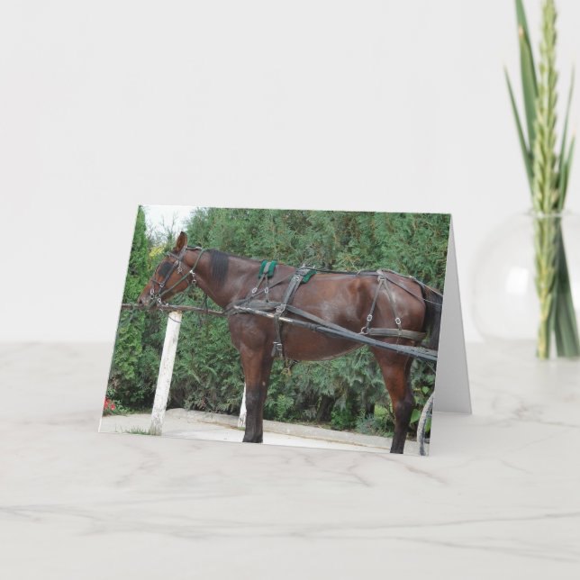 Amish Horse Card (Front)
