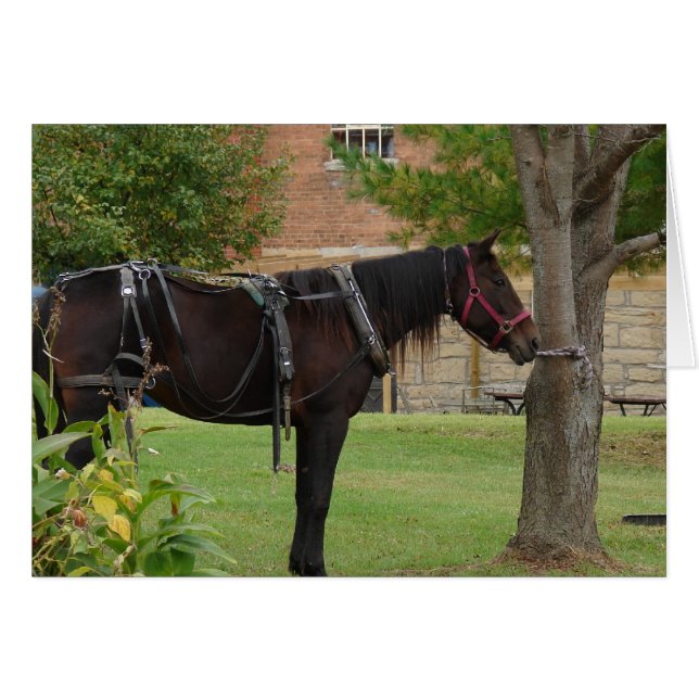 Amish Horse Cards (Front Horizontal)