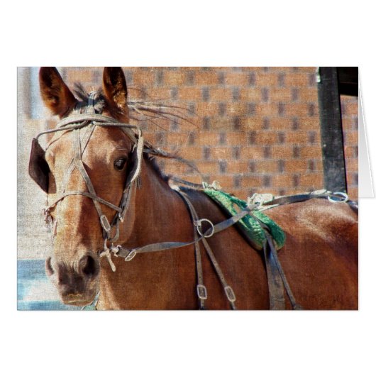 Amish Horse Cards (Front Horizontal)
