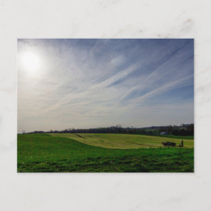 Amish Horse Driven Plow, Holmes County, Ohio Postcard