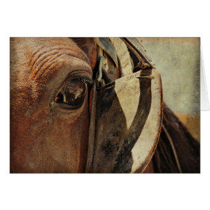Amish Horse Eye Cards
