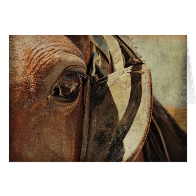 Amish Horse Eye Cards (Front Horizontal)