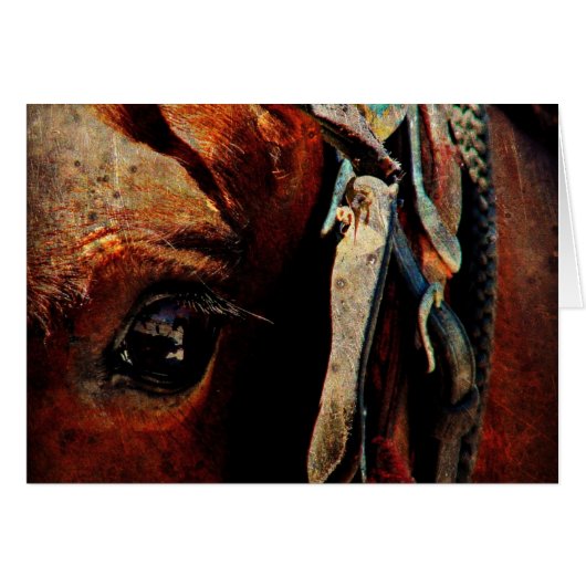 Amish Horse Eye Cards (Front Horizontal)