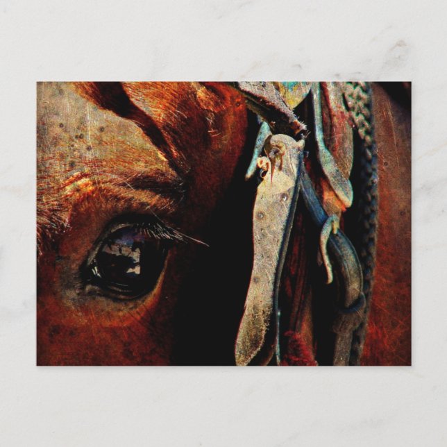 Amish Horse Eye Postcard (Front)
