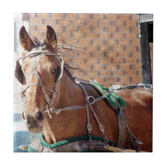 Amish Horse Tile (Front)