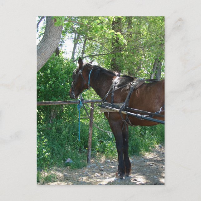 Amish Horse Waiting Under the Trees Postcard (Front)