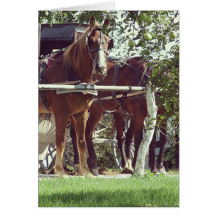 Amish Horses at the Hitching Post Around Apples Cards