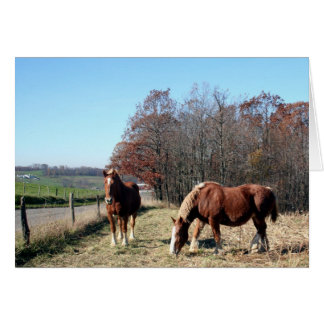 Amish Horses Cards