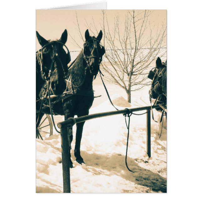 Amish Horses Cards (Front)