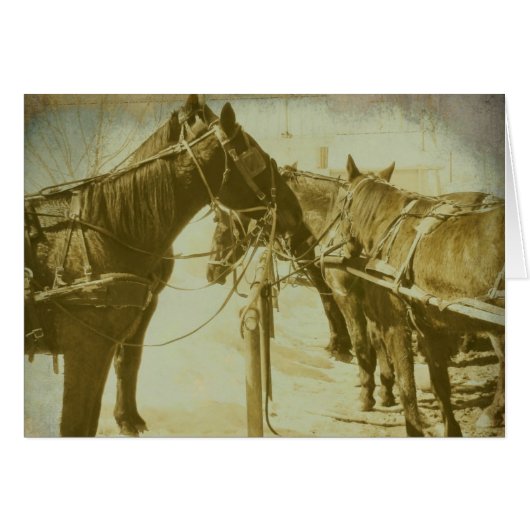 Amish Horses Cards (Front Horizontal)