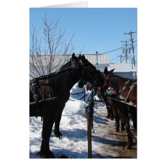 Amish Horses Cards (Front)