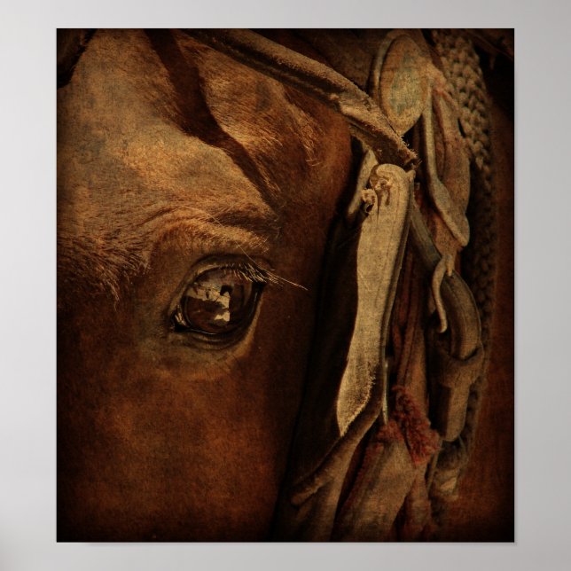 Amish Horse's Eye Poster (Front)