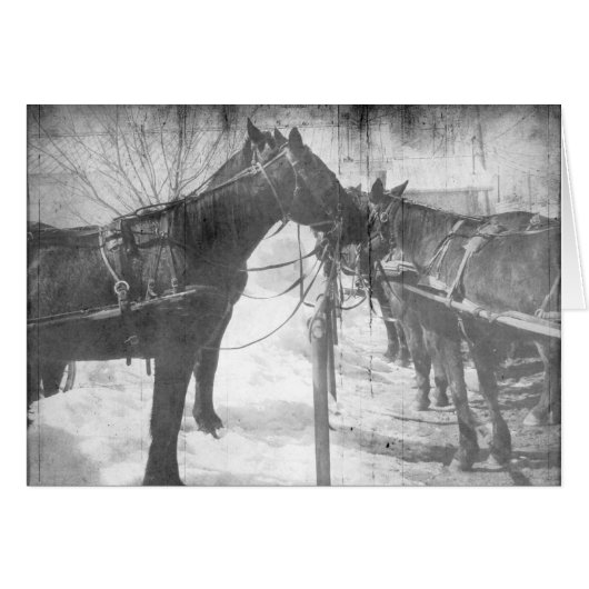 Amish Horses in Black and White Cards (Front Horizontal)