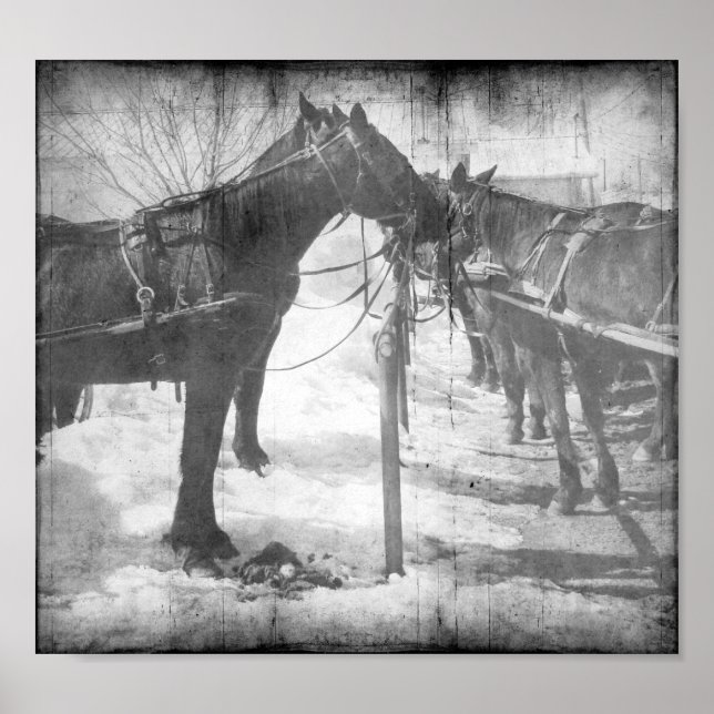 Amish Horses in Black and White Grunge Poster (Front)