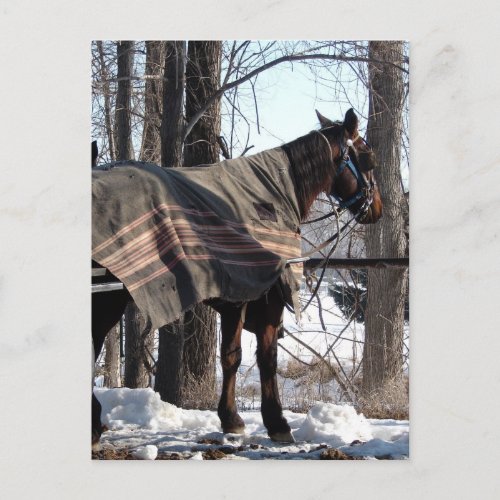 Amish Horses Waiting In Winter Blanket Postcard