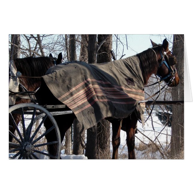 Amish Horses Waiting In Winter Cards (Front Horizontal)