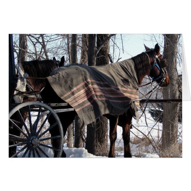 Amish Horses Waiting In Winter Cards (Front Horizontal)