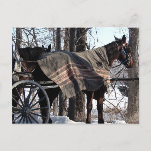 Amish Horses Waiting In Winter Postcard