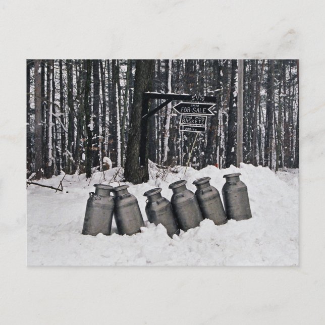 Amish Milk Cans-Postcard Postcard (Front)