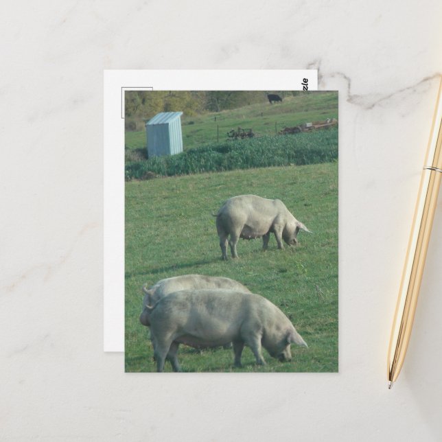 Amish Pasture Pigs Postcard (Front/Back In Situ)