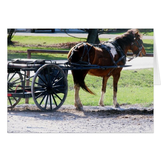 Amish Pony Cart All Occasions Greeting Card (Front Horizontal)