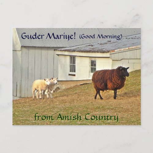 Amish Postcard Sheep Farm Add a name