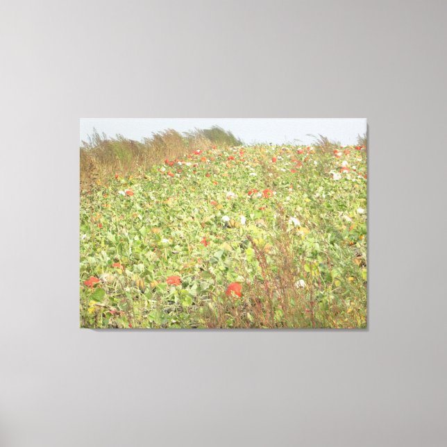 Amish Pumpkin Patch Photography Wall Art (Front)