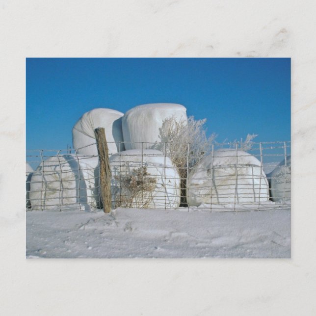 Amish Round Hay Bales-Postcard Postcard (Front)