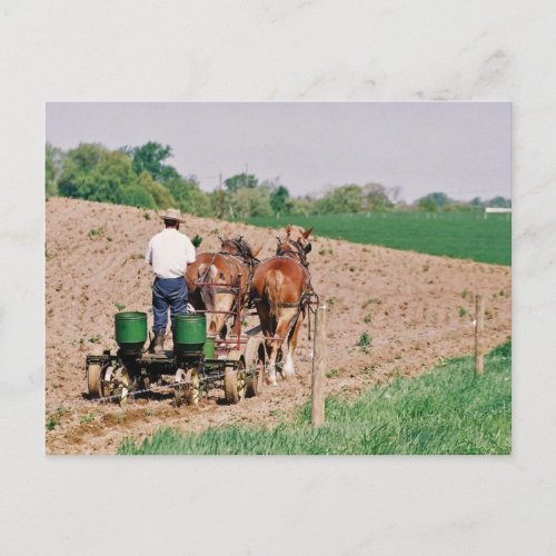 Amish Seed Spreader Postcard
