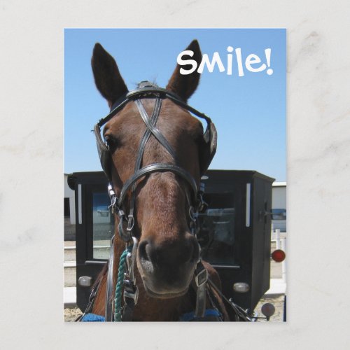 Amish Smile Postcard