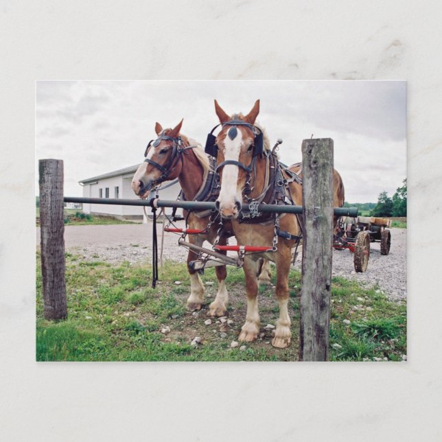 Amish Team at Hitching Post Postcard (Front)
