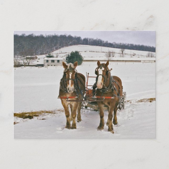 Amish Winter Draft Horses-Postcard Postcard (Front)