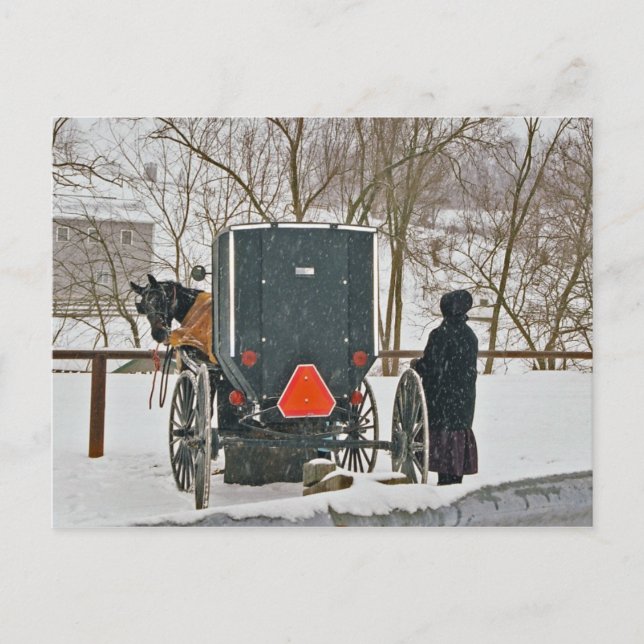 Amish Woman With Horse and Buggy-Postcard Postcard (Front)
