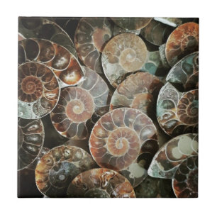 Ammonite bundle ceramic tile