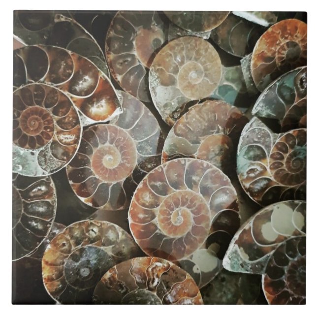 Ammonite bundle large ceramic tile (Front)