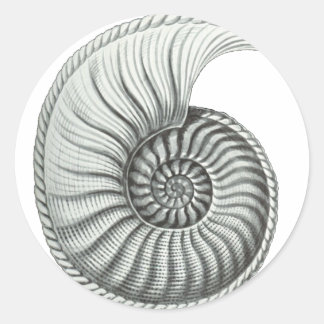 Ammonite Classic Round Sticker