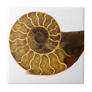 Ammonite Fossil Ceramic Tile