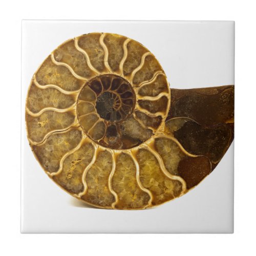 Ammonite Fossil Ceramic Tile