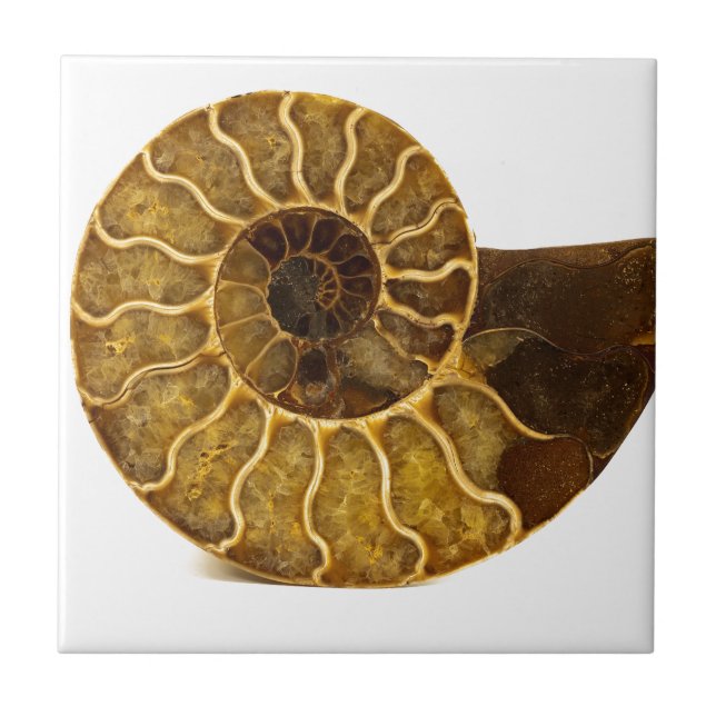 Ammonite Fossil Ceramic Tile (Front)
