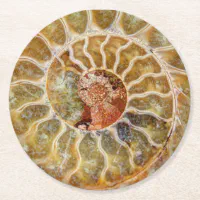 Ammonite Fossil Coaster Zazzle