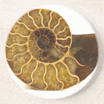 Ammonite Fossil Drink Coaster by The_Everything_Store at Zazzle