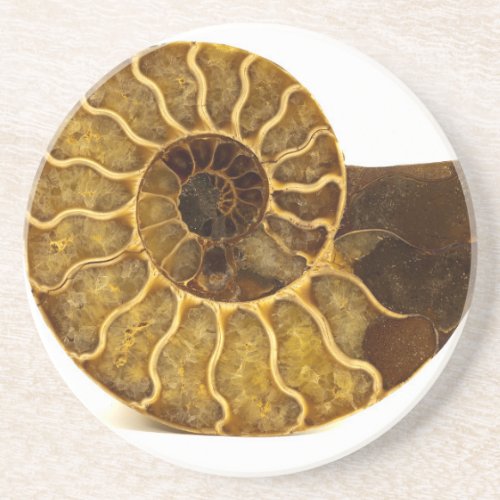 Ammonite Fossil Drink Coaster