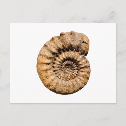 Ammonite Fossil Postcard