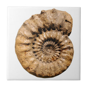 Ammonite Fossil Tile