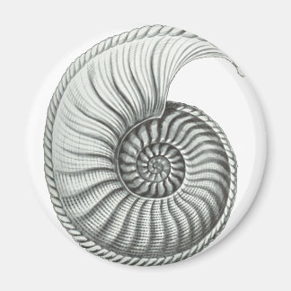 Ammonite Magnet