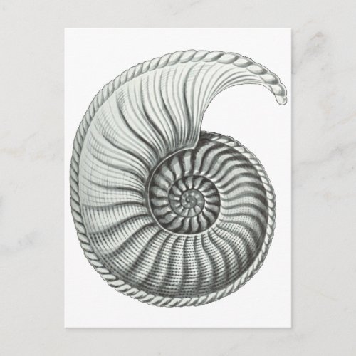 Ammonite Postcard