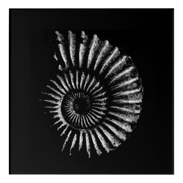 Ammonite White on Black Acrylic Wall Art (Front)