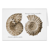 Ammonites (Front Horizontal)